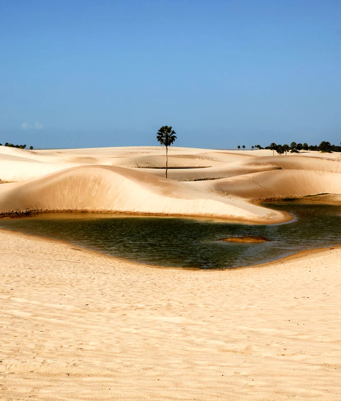 Lagoa de água doce entre dunas brancas, com uma carnaúba solitária ao fundo