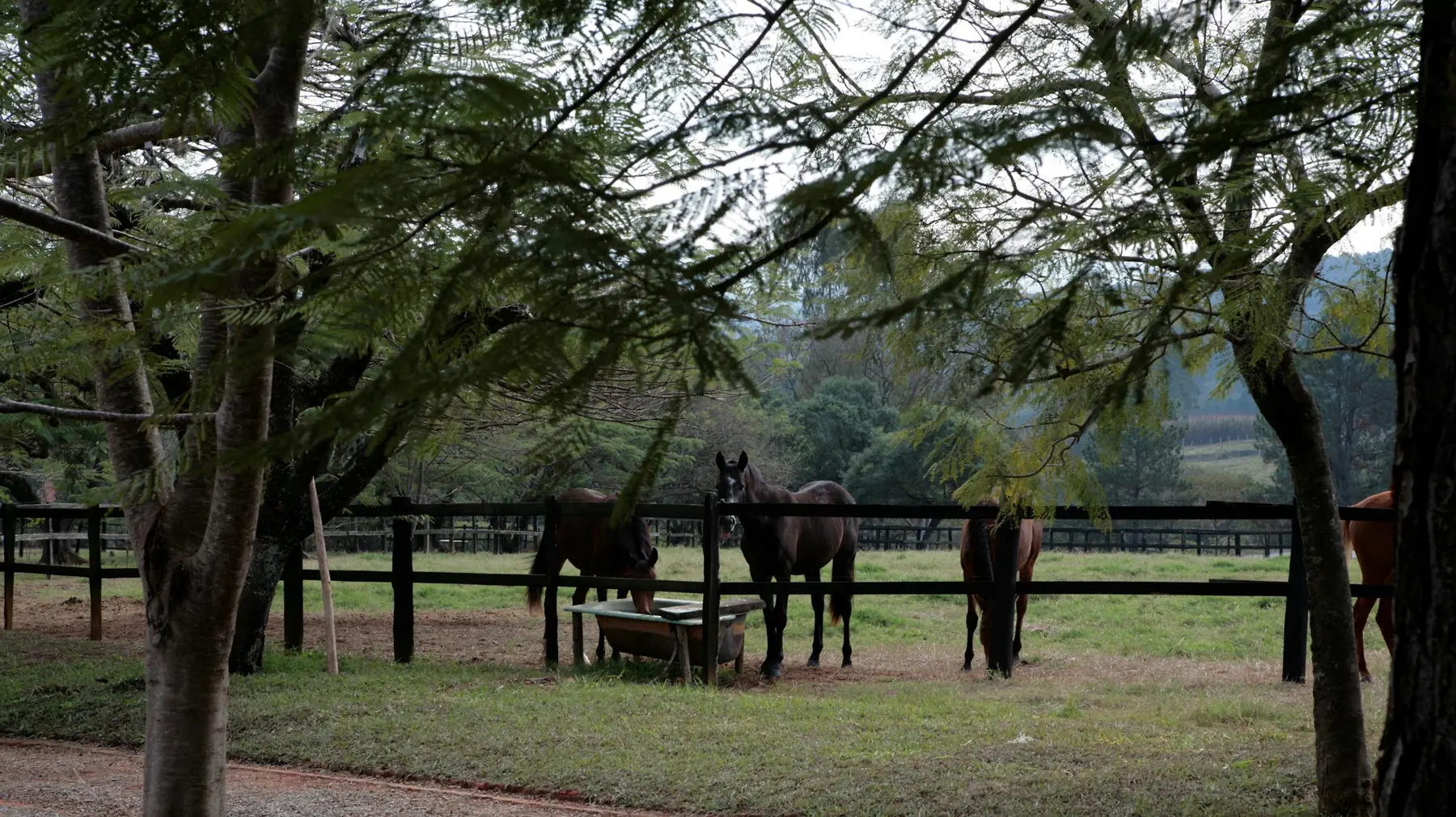 Cavalos alimentando-se em um cocho de madeira, entre árvores, no haras