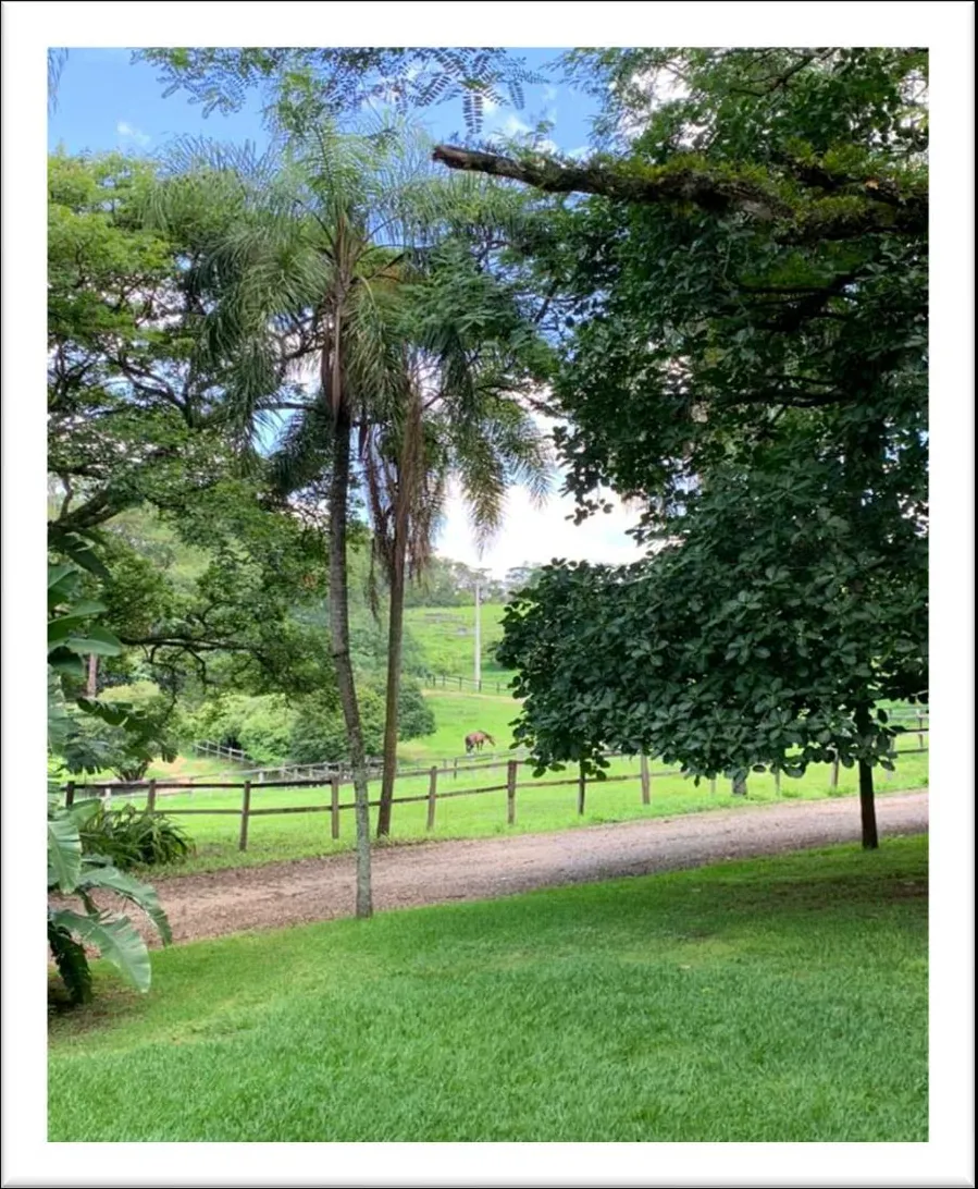 Vista do haras entre palmeiras e pastagens verdes