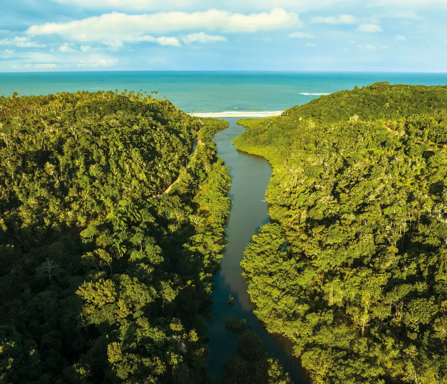Rio sinuoso entre a mata fechada, desaguando no mar